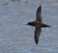 Sooty Shearwater